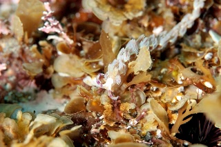 「ムカデミノウミウシ」のサムネイル画像