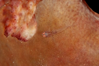 「ハゼの仲間」のサムネイル画像