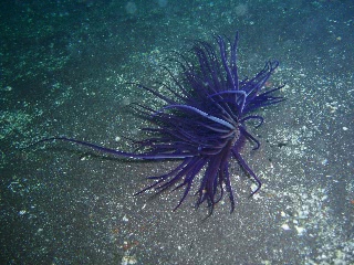 「ムラサキハナギンチャク」のサムネイル画像