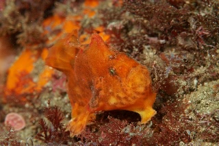 「ベニイザリウオ(ベニカエルアンコウ)」のサムネイル画像
