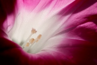 「暁の紅」のサムネイル画像