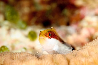 「ホシゴンベ(blackside hawkfish)」のサムネイル画像
