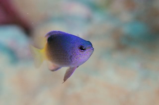 「tracey's demoiselle(トレイシー・ドゥモワゼル,トレイシーズデモイセル)」のサムネイル画像