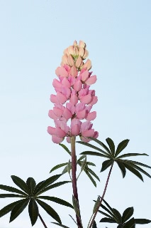 「ルーピン(ルピナス)・ラッセル・ミックス(Lupin)」のサムネイル画像