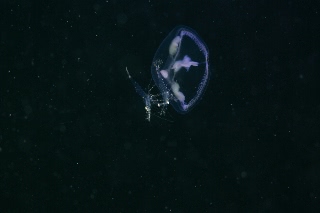 「ジェリーフィッシュライダー」のサムネイル画像