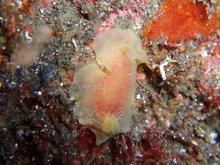 「ウミウシの仲間」のサムネイル画像