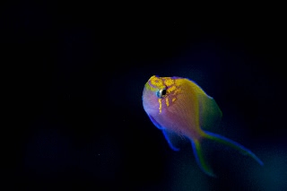 「ハナゴンベ」のサムネイル画像