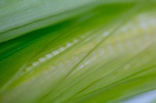 「レインボーコーン(虹色トウモロコシ,七色トウモロコシ,グラスジェムコーン,ジュエリーコーン)」のサムネイル画像