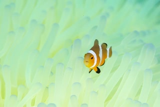 「カクレクマノミ(Western Clown Anemonefish)」のサムネイル画像