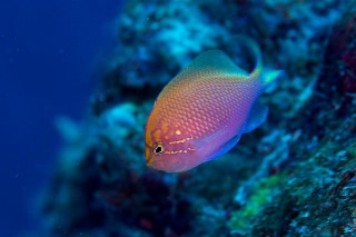 「ハナゴンベ」のサムネイル画像