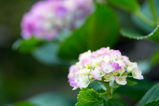 「アジサイ」のサムネイル画像