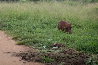 「イノブタ」のサムネイル画像