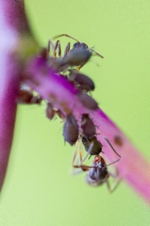 「アリの仲間」のサムネイル画像