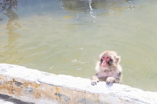 「ニホンザル」のサムネイル画像