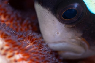 「クマノミ(Anemonefish)」のサムネイル画像