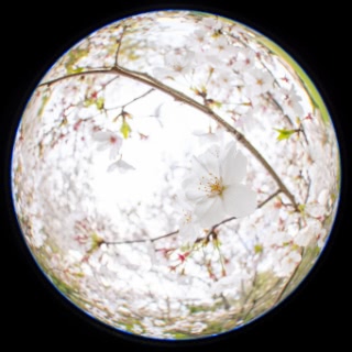 「ヤマザクラ」のサムネイル画像