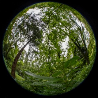 「ガクアジサイ(額紫陽花)」のサムネイル画像