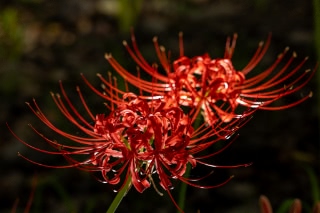 「ヒガンバナ」のサムネイル画像