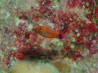 「アオギハゼ」のサムネイル画像