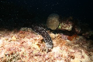 「クロナマコ」のサムネイル画像