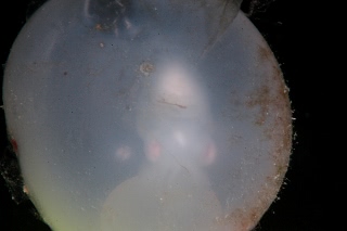 「コブシメ(Giant cuttlefish)」のサムネイル画像