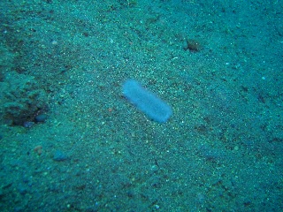 「ホヤの仲間」のサムネイル画像