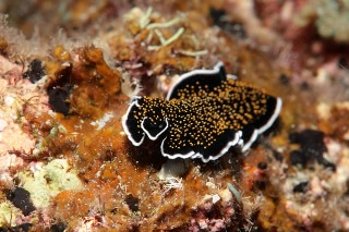 「ヨイミヤミノヒラムシ(ティサノゾーン・ニグロパピローサム)」のサムネイル画像