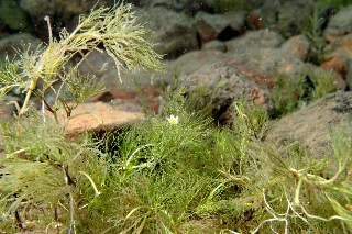 「チトセバイカモ」のサムネイル画像