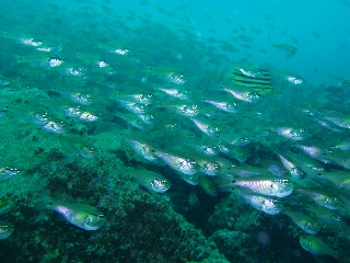 「ネンブツダイ」のサムネイル画像