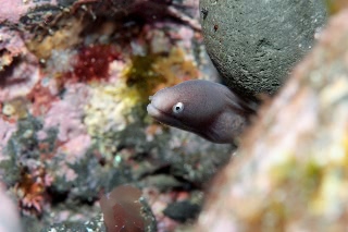 「サビウツボ」のサムネイル画像