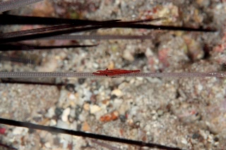 「ガンガゼカクレエビ」のサムネイル画像