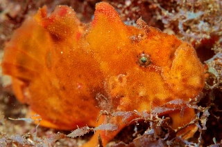 「ベニイザリウオ(ベニカエルアンコウ)」のサムネイル画像