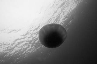 「エチゼンクラゲ」のサムネイル画像