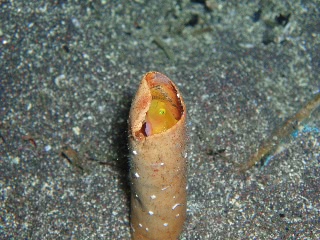 「ミジンベニハゼ」のサムネイル画像