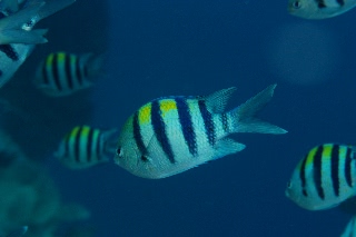 「オヤビッチャ」のサムネイル画像