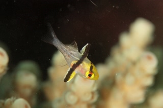 「マンジュウイシモチ」のサムネイル画像