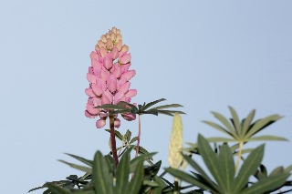 「ルーピン(ルピナス)・ラッセル・ミックス(Lupin)」のサムネイル画像