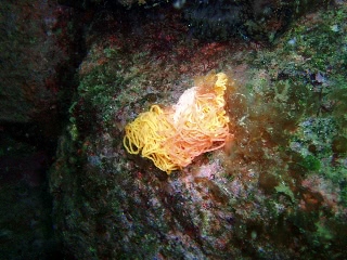 「からふりゃぁ海ソーメン」のサムネイル画像