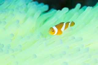 「カクレクマノミ(Western Clown Anemonefish)」のサムネイル画像