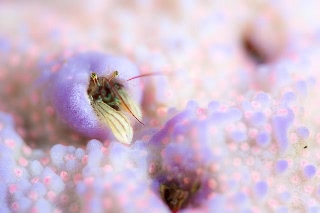 「カンザシヤドカリ(Coral Hermit Crab)」のサムネイル画像