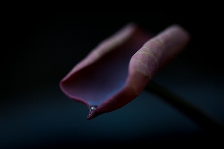 「祝福」のサムネイル画像