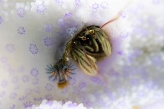 「カンザシヤドカリ(Coral Hermit Crab)」のサムネイル画像