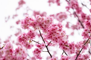 「ヨウコウザクラ(陽光桜)」のサムネイル画像