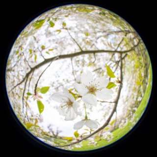 「ヤマザクラ」のサムネイル画像