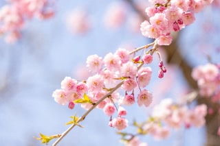 「ヤエザクラ」のサムネイル画像