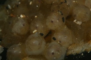 「ダンゴイカ」のサムネイル画像