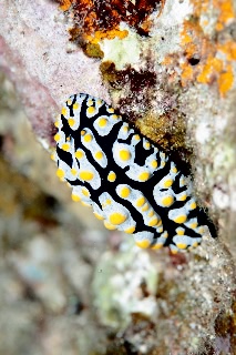 「タテヒダイボウミウシ(ラドマンイボウミウシ)」のサムネイル画像