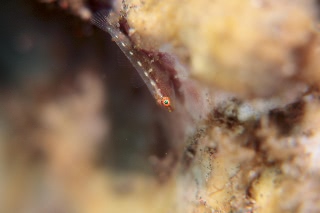 「無題」のサムネイル画像