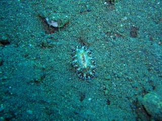 「ヒラツヅレウミウシ」のサムネイル画像