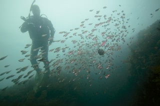 「テンジクダイ」のサムネイル画像
